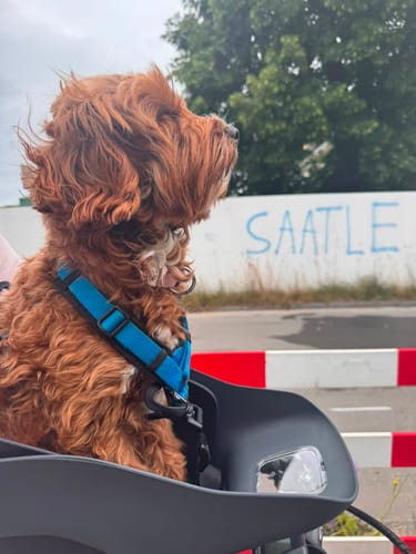 Customer's reddish-brown Cavapoo sitting in the grey Kvisp Dog Bike Carrier outdoors.