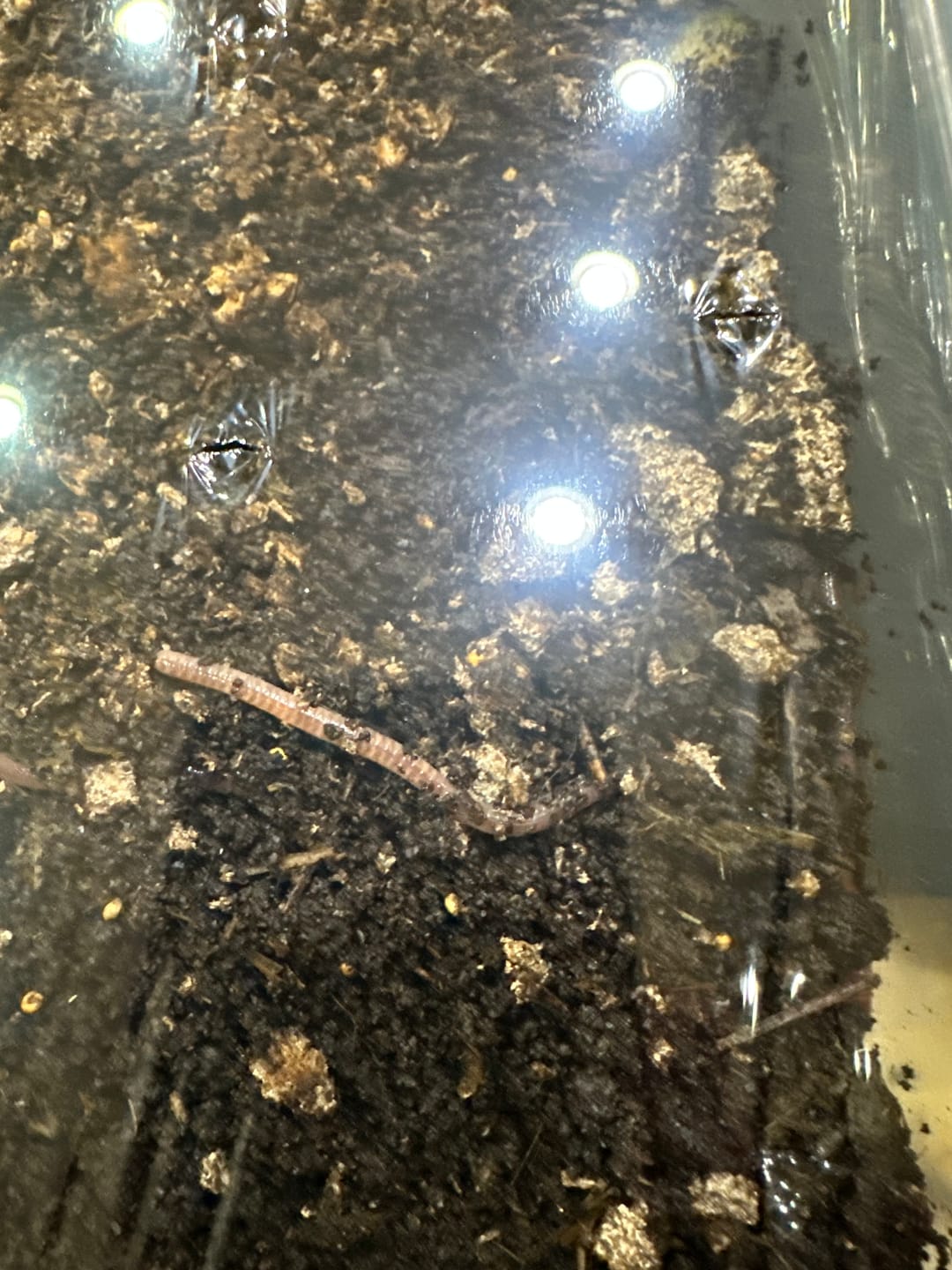 Customer photo review of Red Wigglers Composting Worms