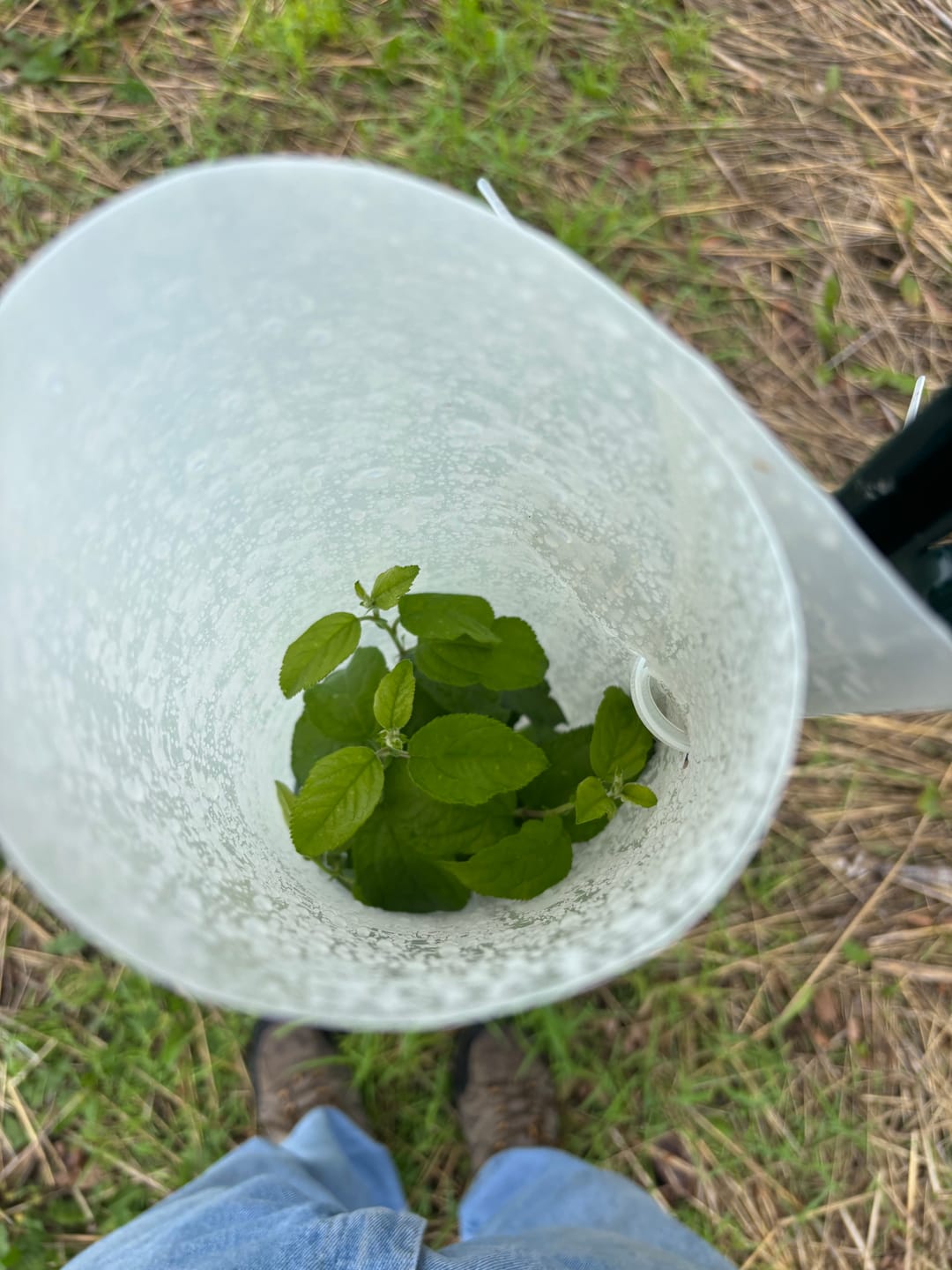 Customer photo review of Whitetail Hill Deer Pear™