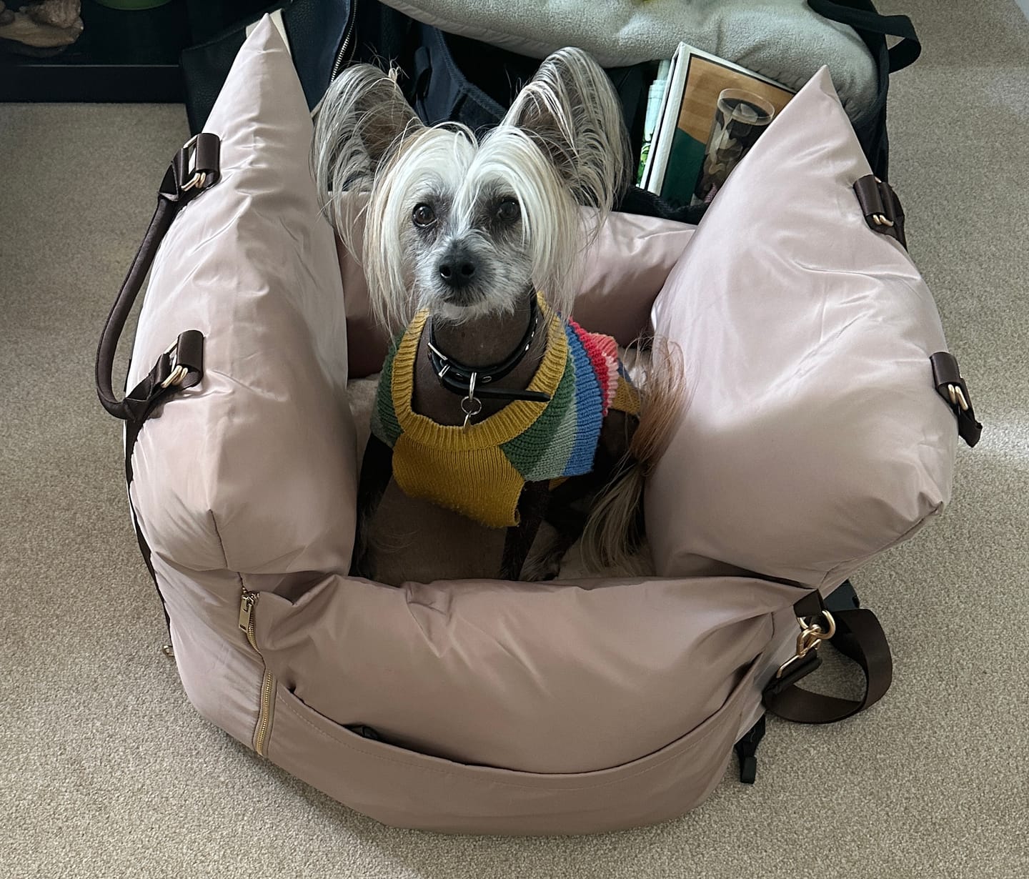 Customer photo review of Travel Dog Pod - Hazelnut