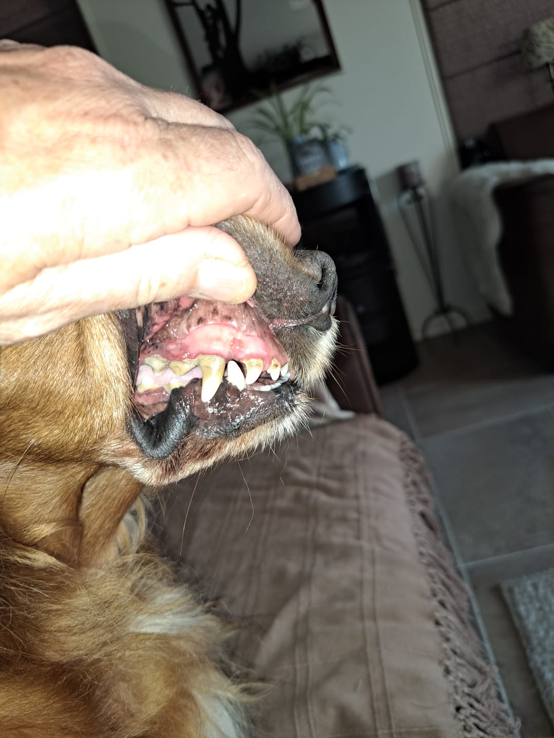 Customer photo review of Beemzy Tandpoeder voor Honden