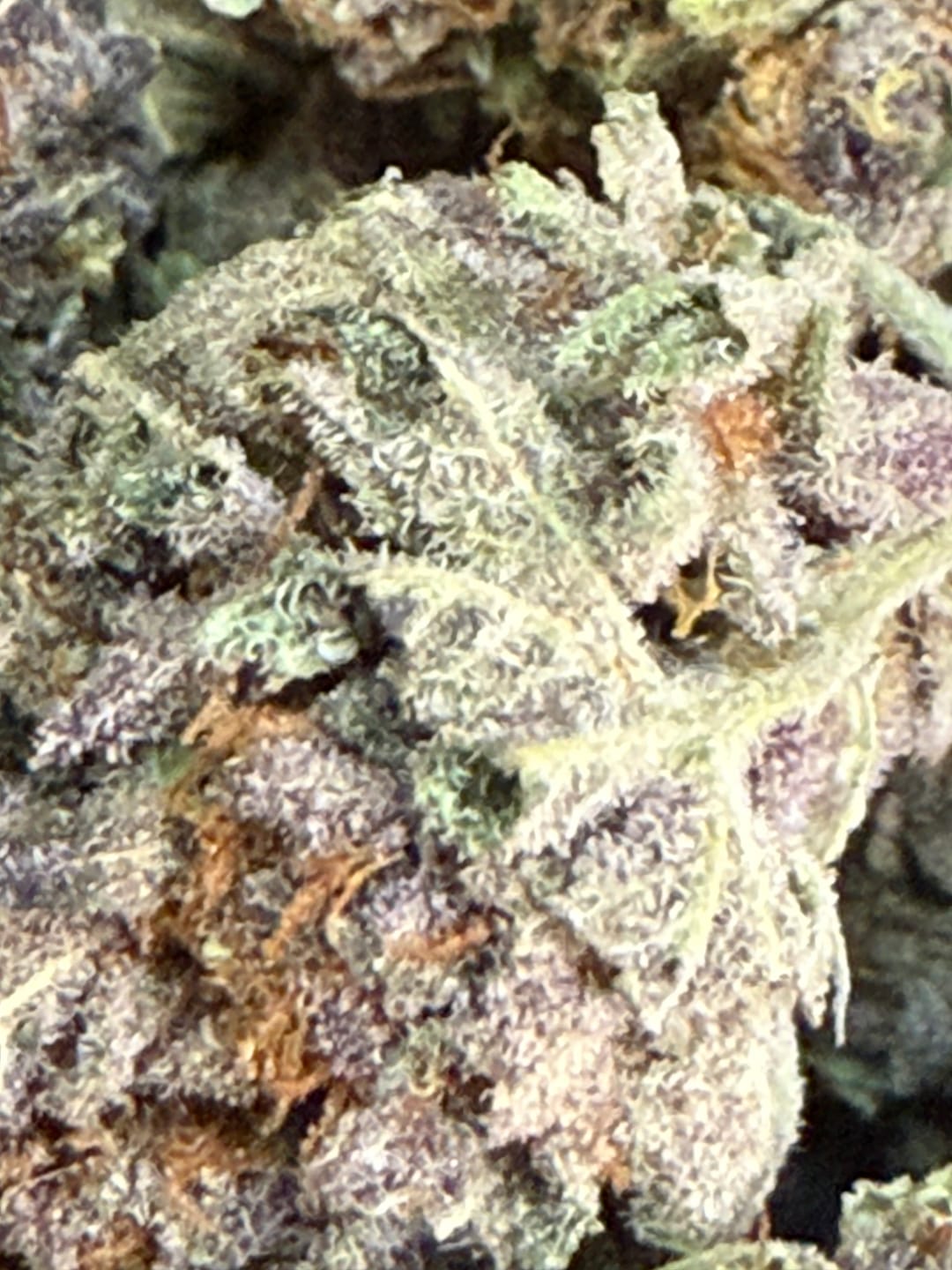 Customer photo review of Dealer's Choice