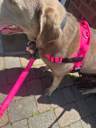 Customer's Labrador wearing the bright pink ParoPet No Pull Dog Harness and matching leash on a walk.