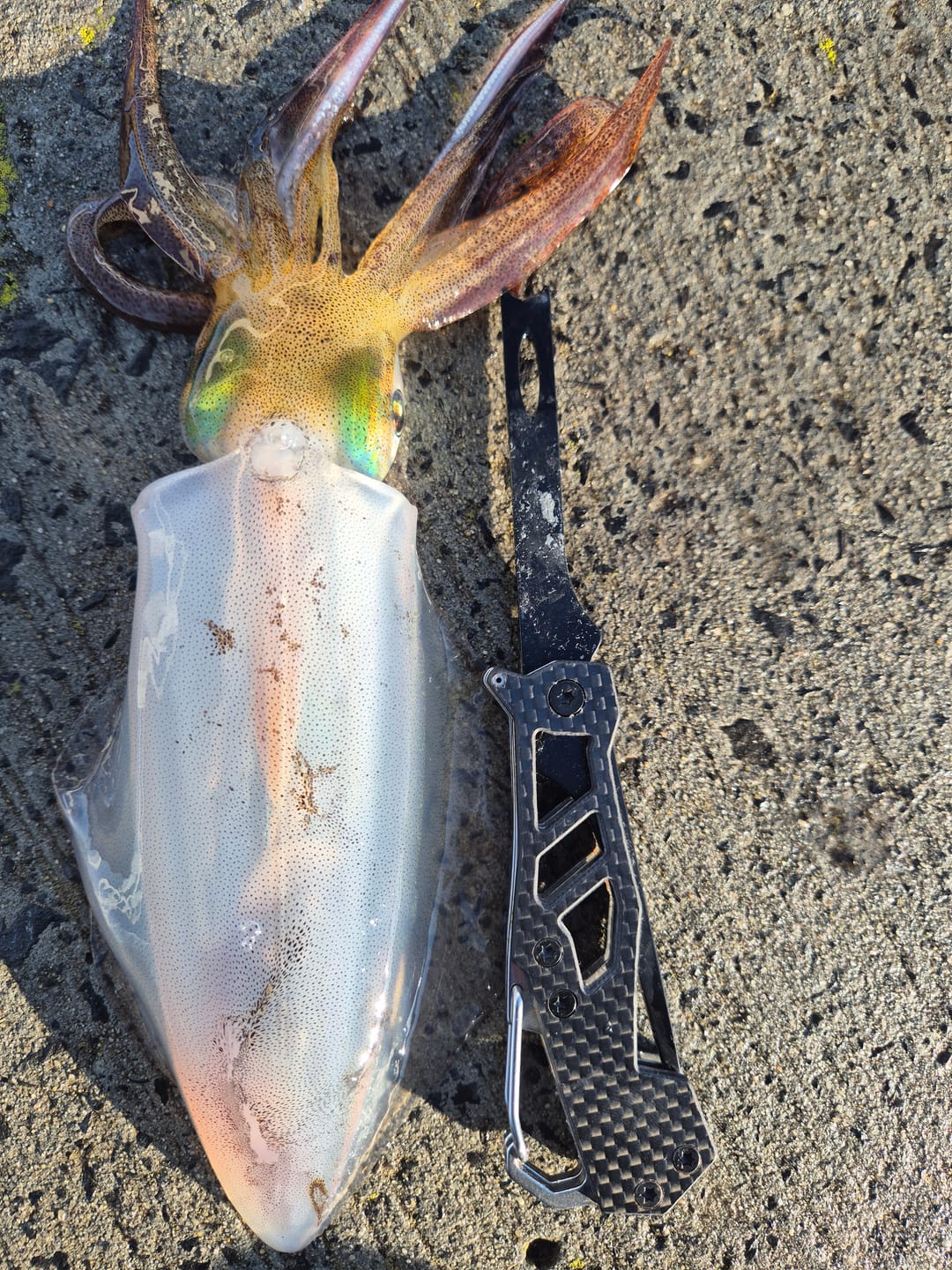 Customer photo review of Ikejime 3 in 1 - Squid Dispatch Tool