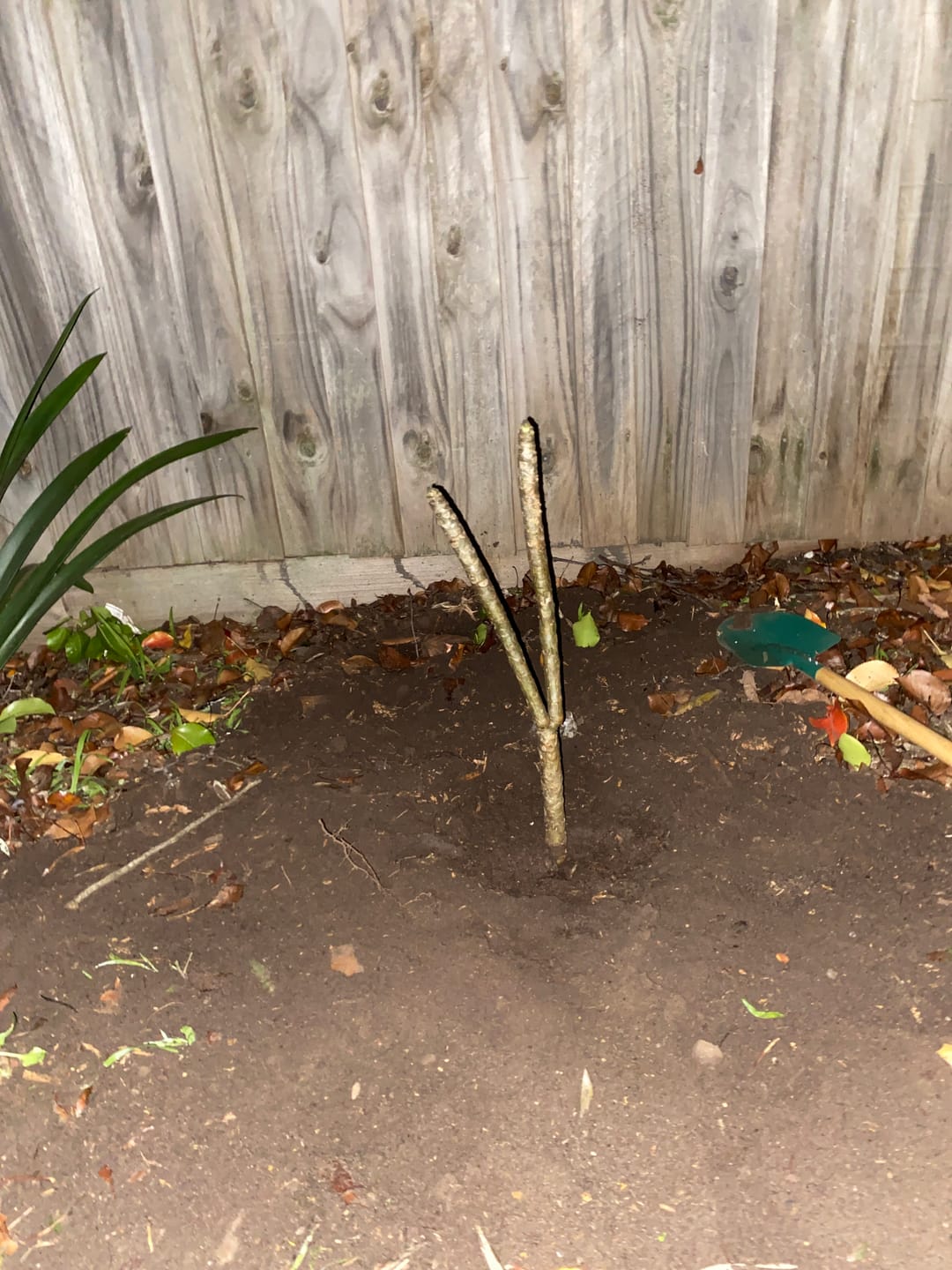 Customer photo review of Frangipani (Plumeria Rubra) - Cuttings & Bare-rooted