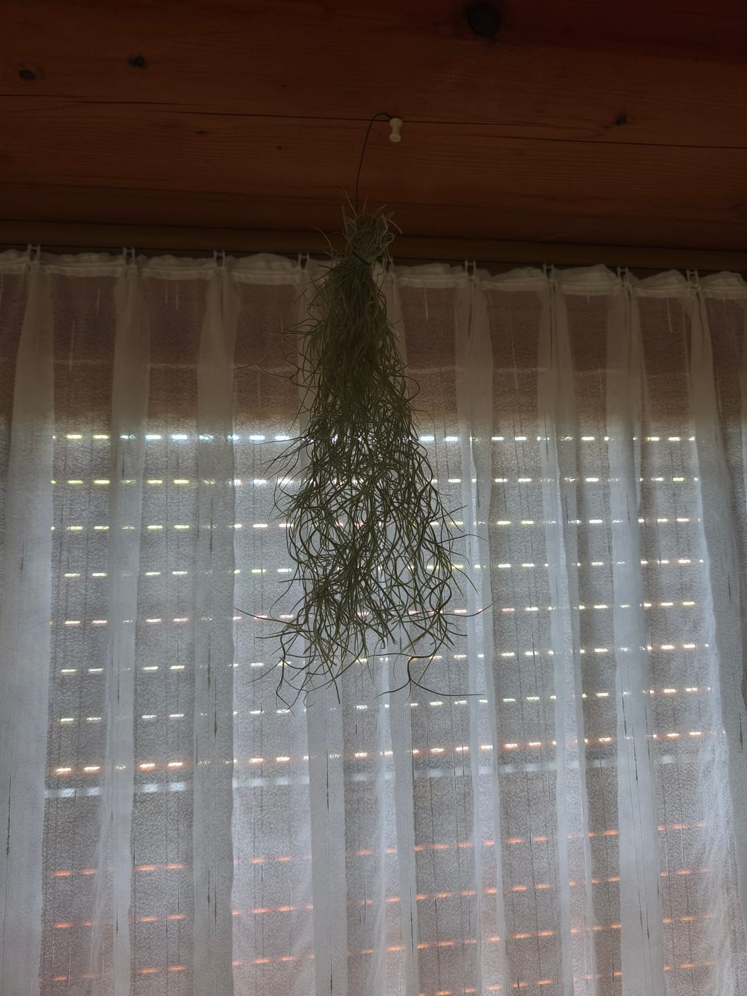 Customer photo review of Tillandsia usneoides - Lousianamoos