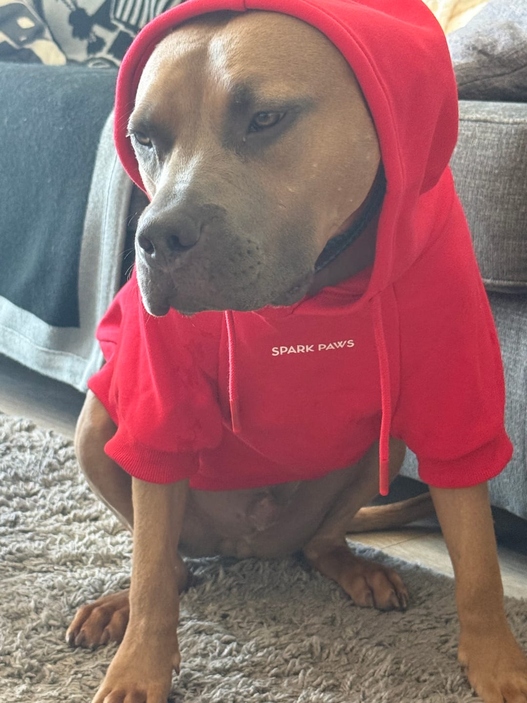 Customer photo review of Essential Dog Hoodie - Crimson Red