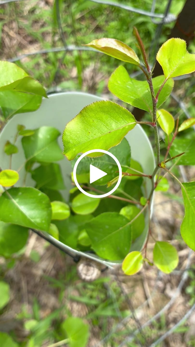 Customer video review of Whitetail Hill Deer Pear™
