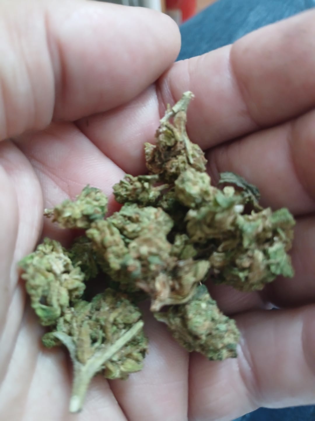Customer photo review of Heavy OG - Minis - 28 Grams - Indica