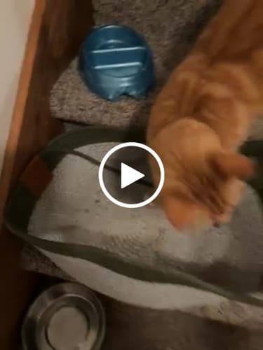 Customer video review of Instinct Basket | Meet the first research-backed natural territory for indoor cats