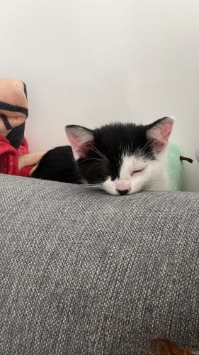 Le chaton d'un client, noir et blanc, dormant paisiblement sur un canapé gris.