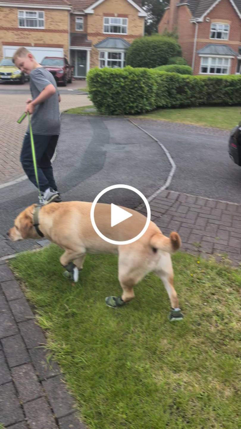 Customer video review of Hot Pavement Pawtector Dog Shoes - Green
