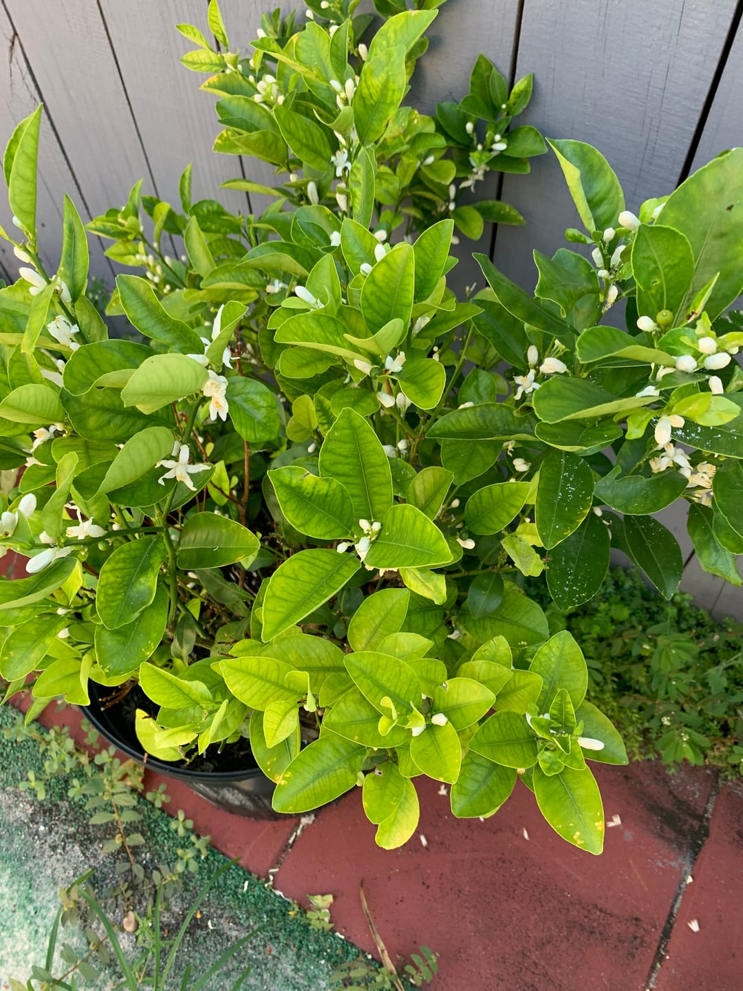 Customer photo review of Plant Juice
