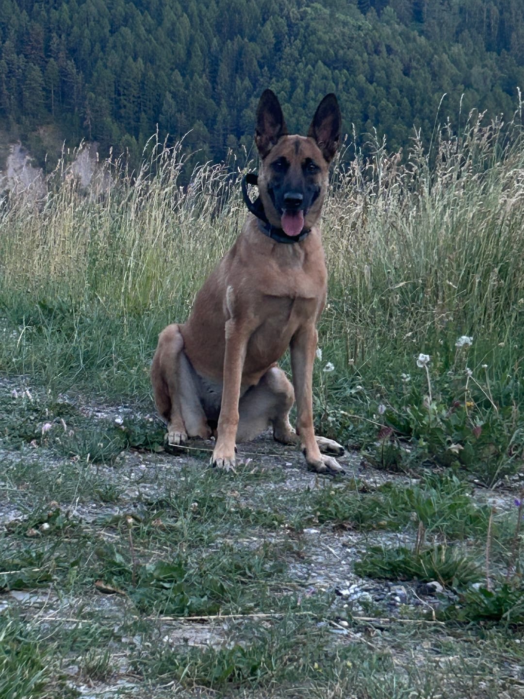 Customer photo review of Collier Tactique pour Chien - TactiK9: Robuste et Pratique
