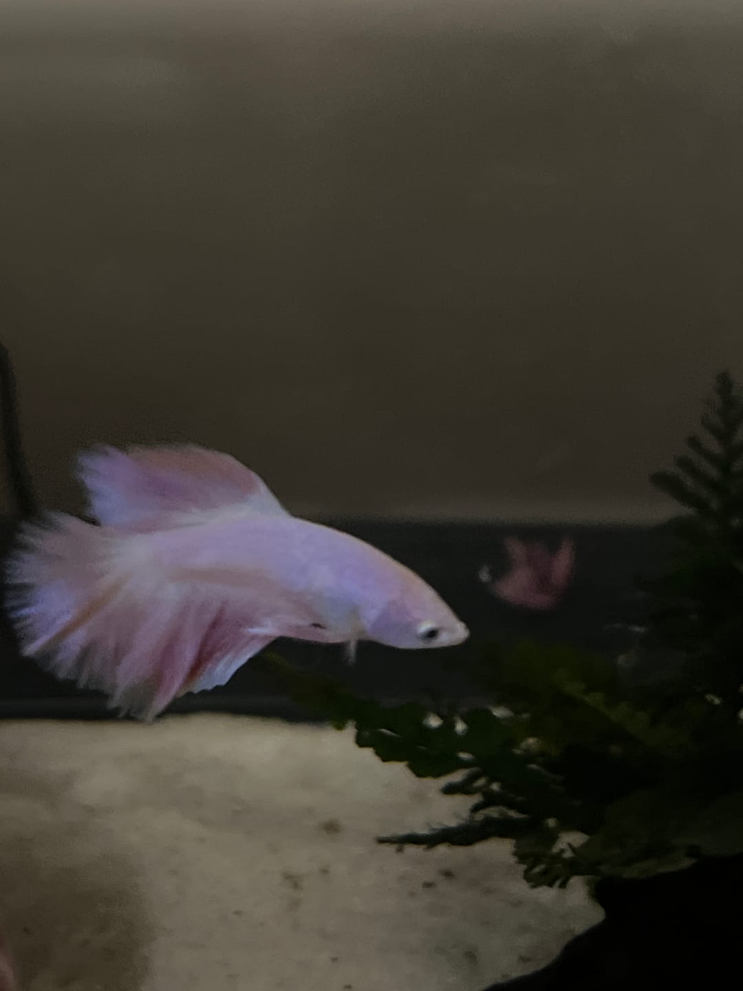 Customer photo review of Pink Halfmoon Male Betta Fish | Grower’s Pick