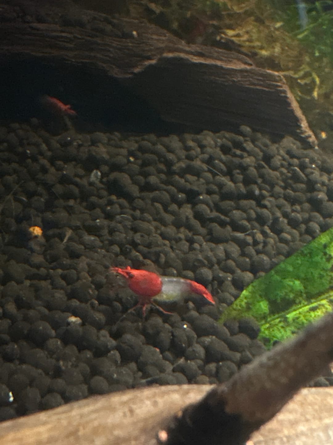 Customer photo review of Red Rili Shrimp