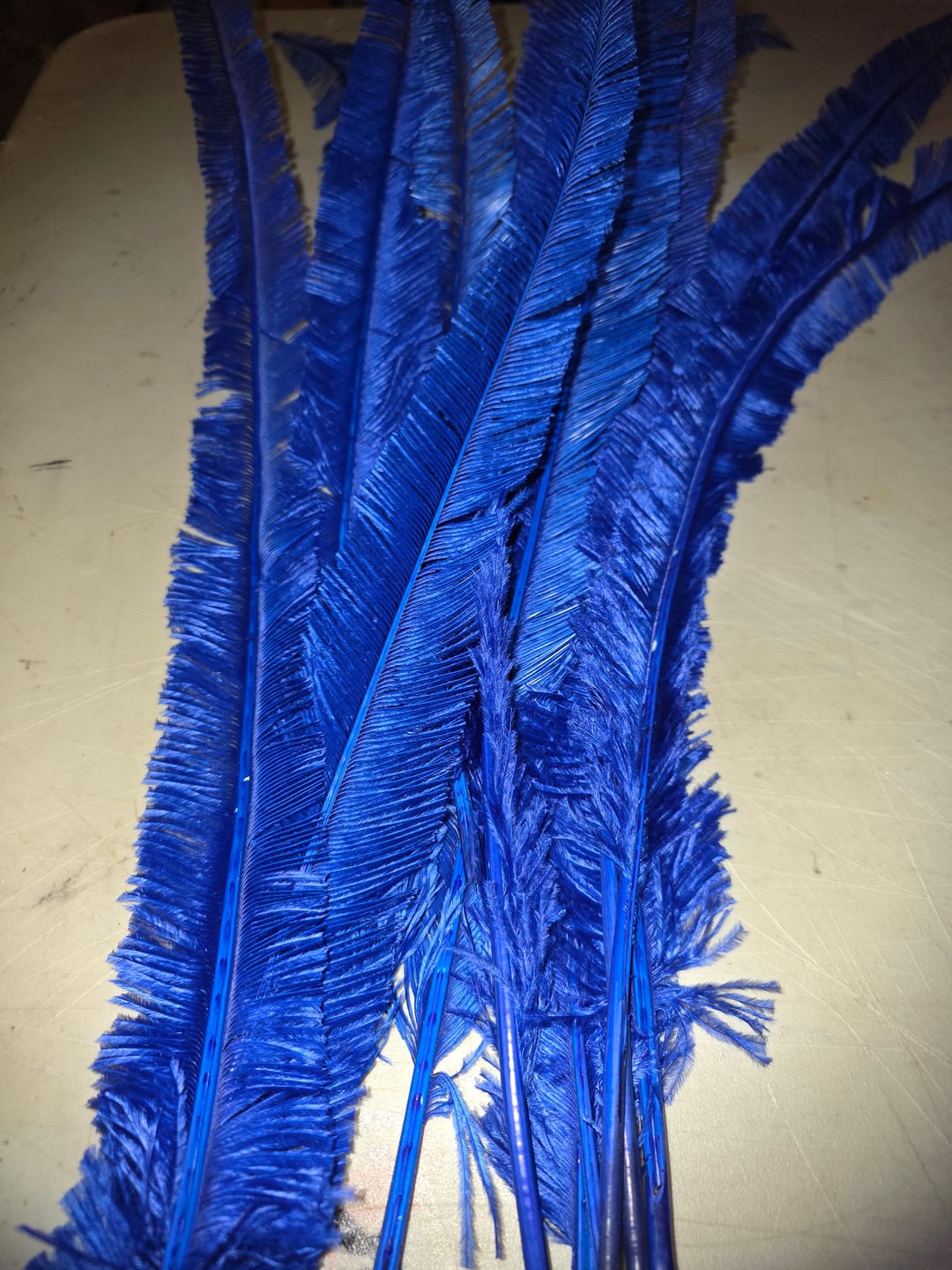 Customer photo review of Ostrich Nandu (Spears)