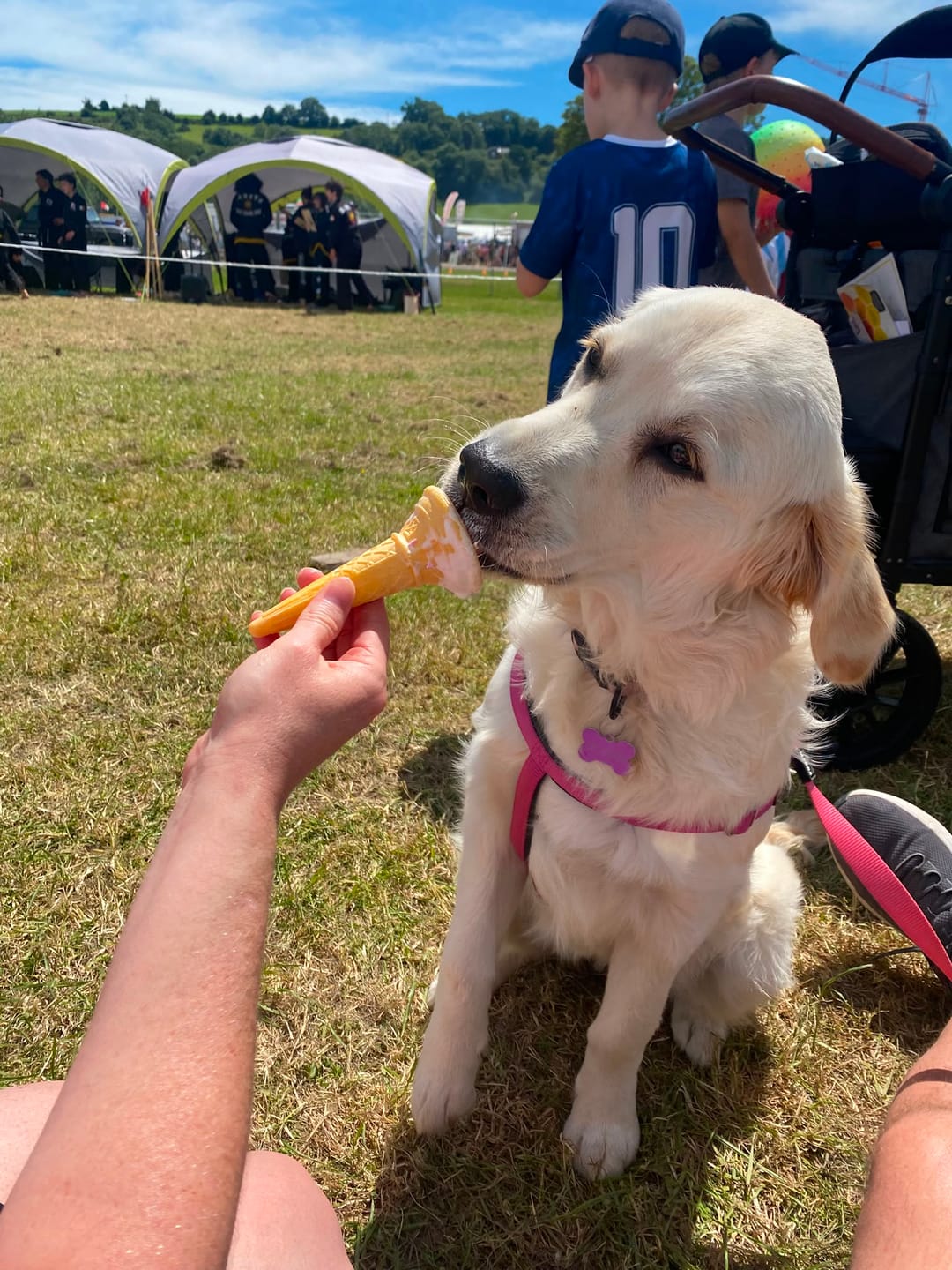 Customer photo review of City Leash Traffic Grip