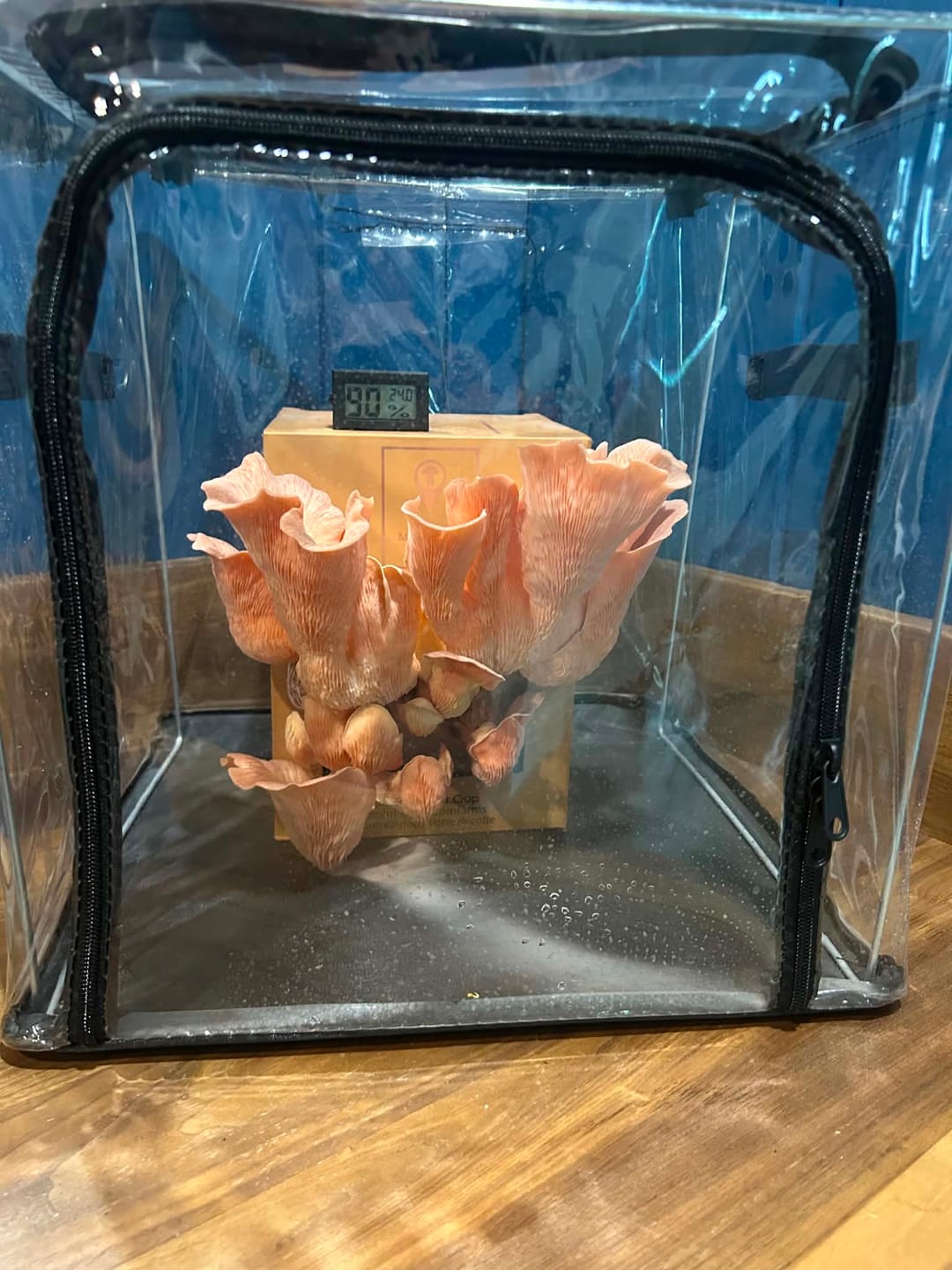 Customer photo review of Essentials Bundle Gift Set + Grow Kit