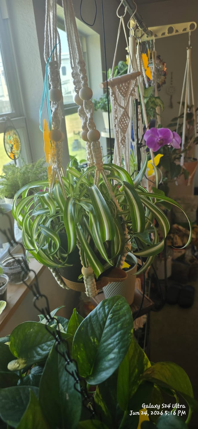Customer photo review of Spider Plant Chlorophytum comosum