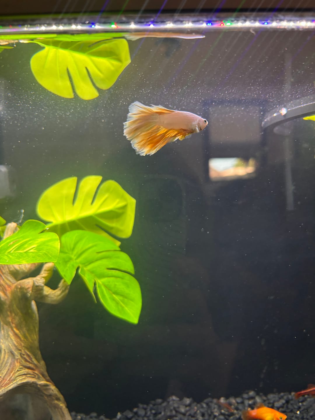 Customer photo review of Yellow Dragon Halfmoon Male Betta Fish