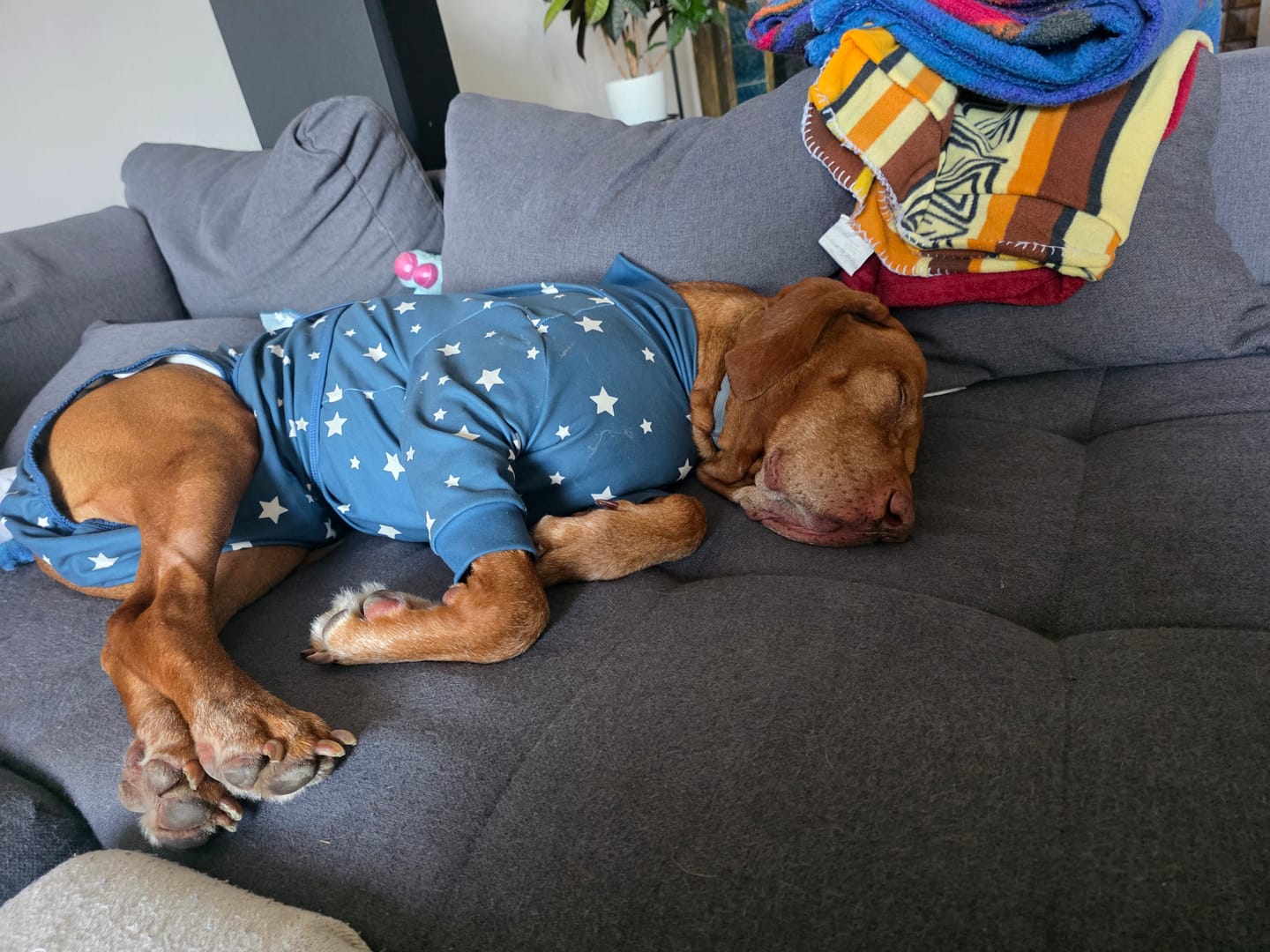 Customer photo review of Dog Surgical Suit