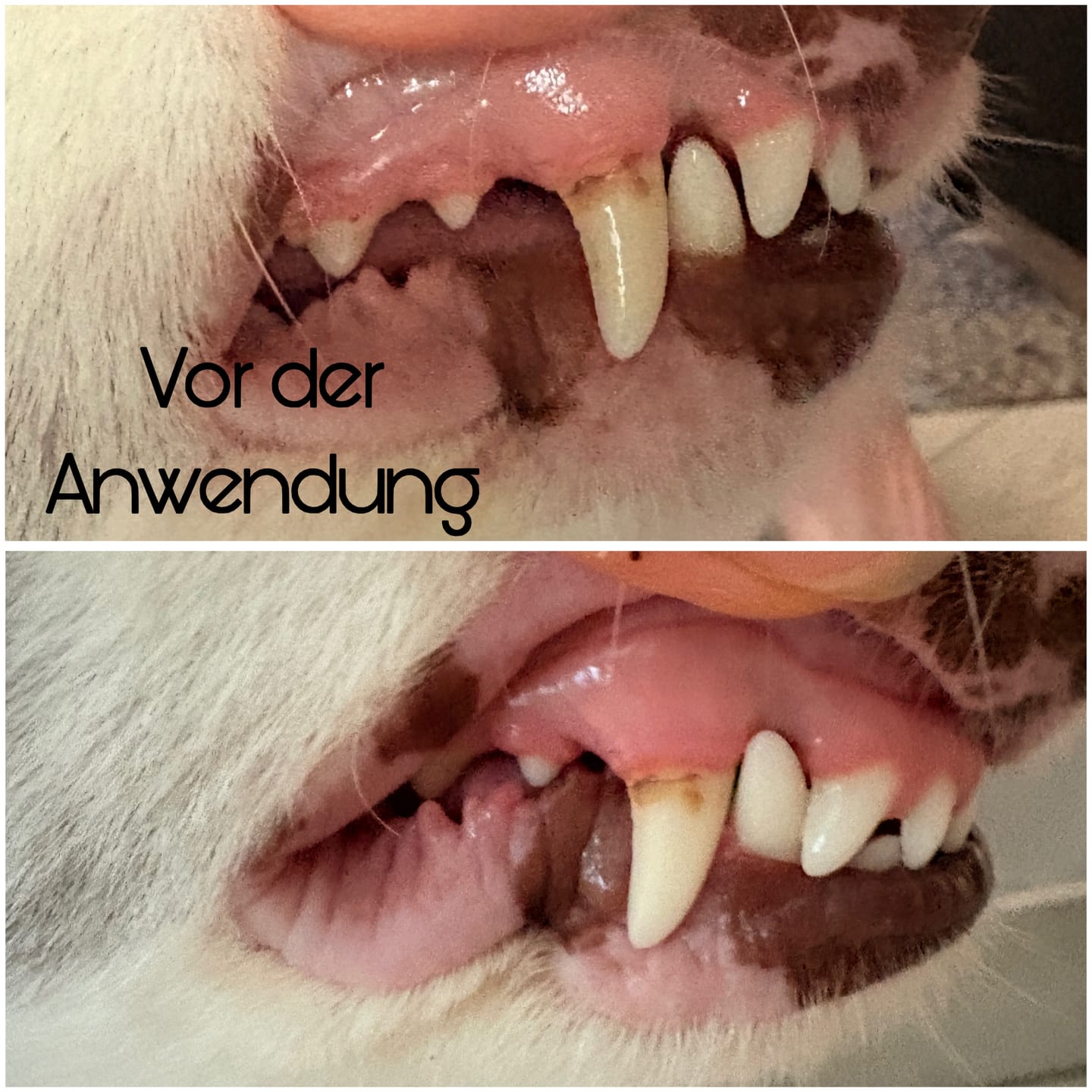 Customer photo review of Dentalspray bei Zahnstein für Hunde und Katzen