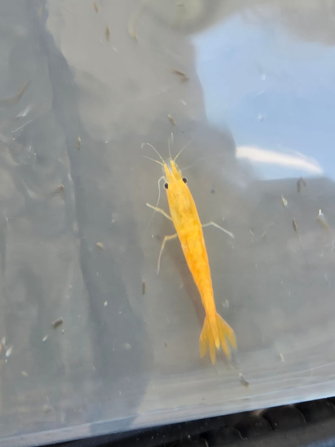 Customer photo review of Blue Velvet Shrimp