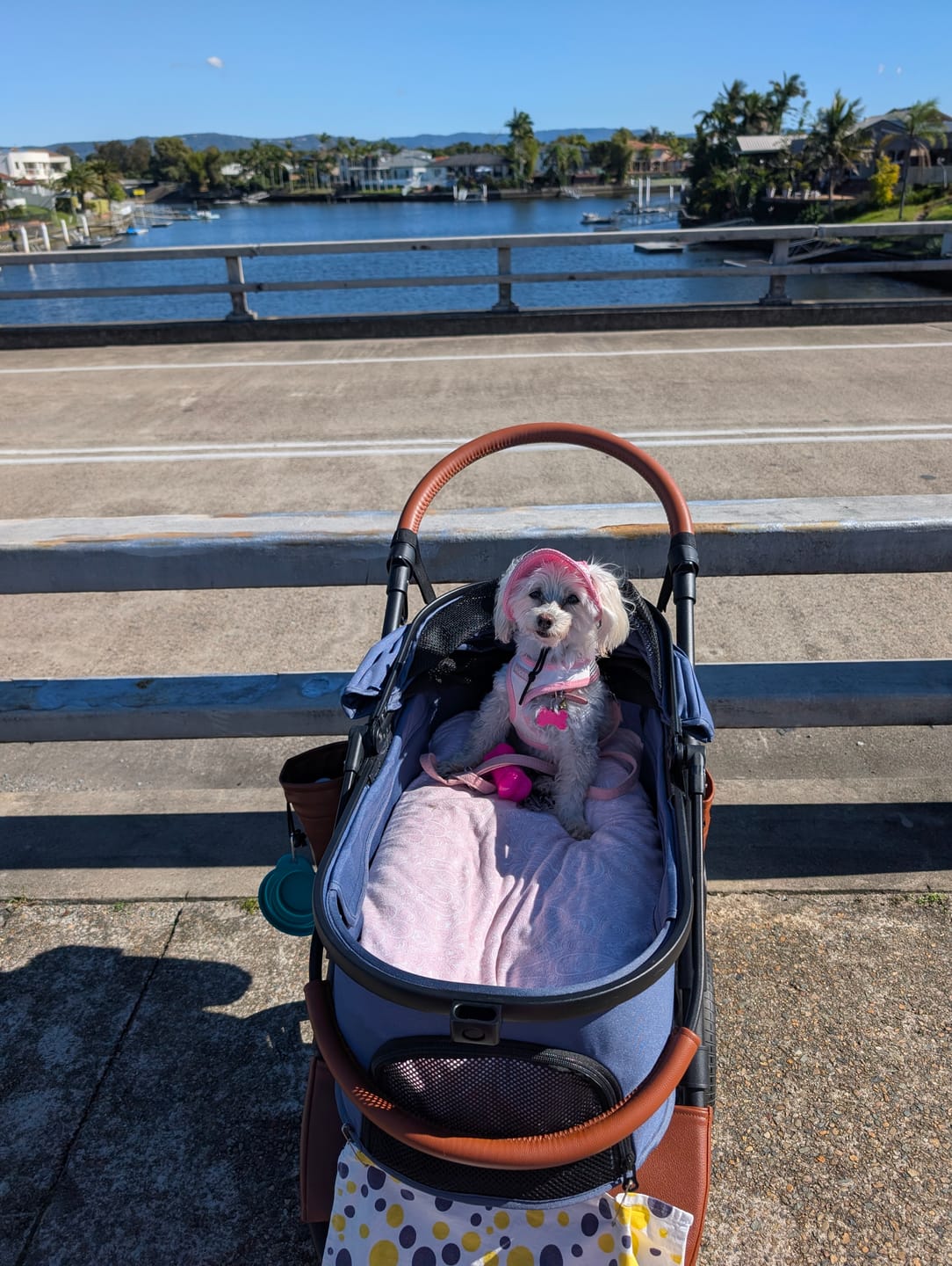 Customer photo review of Fur King Royal - 20kg Pet Stroller