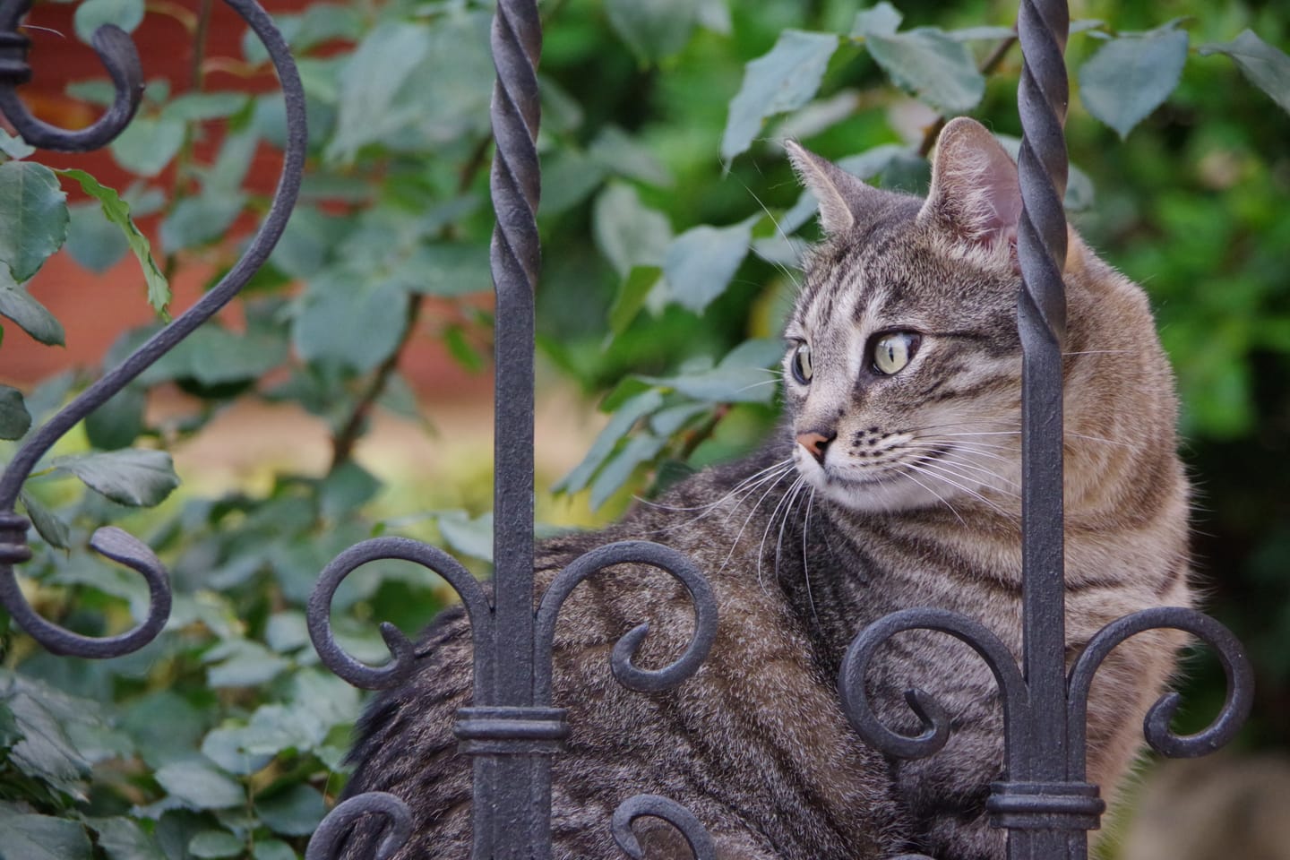 Customer photo review of FRONTLINE Combo Gatti 6 Pipette - Proteggi il Tuo Gatto