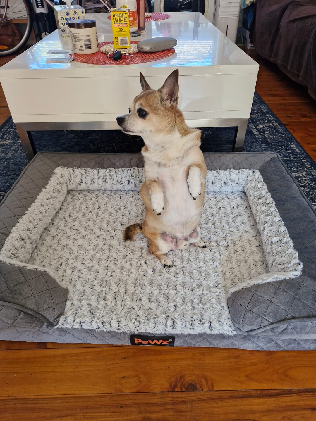 Customer photo review of Orthopedic Memory Foam Dog Bed