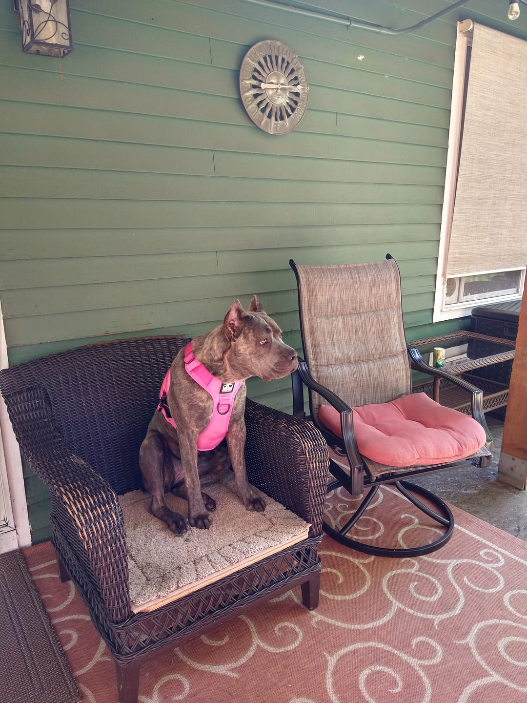 Customer photo review of No Pull Bully Proof Harness