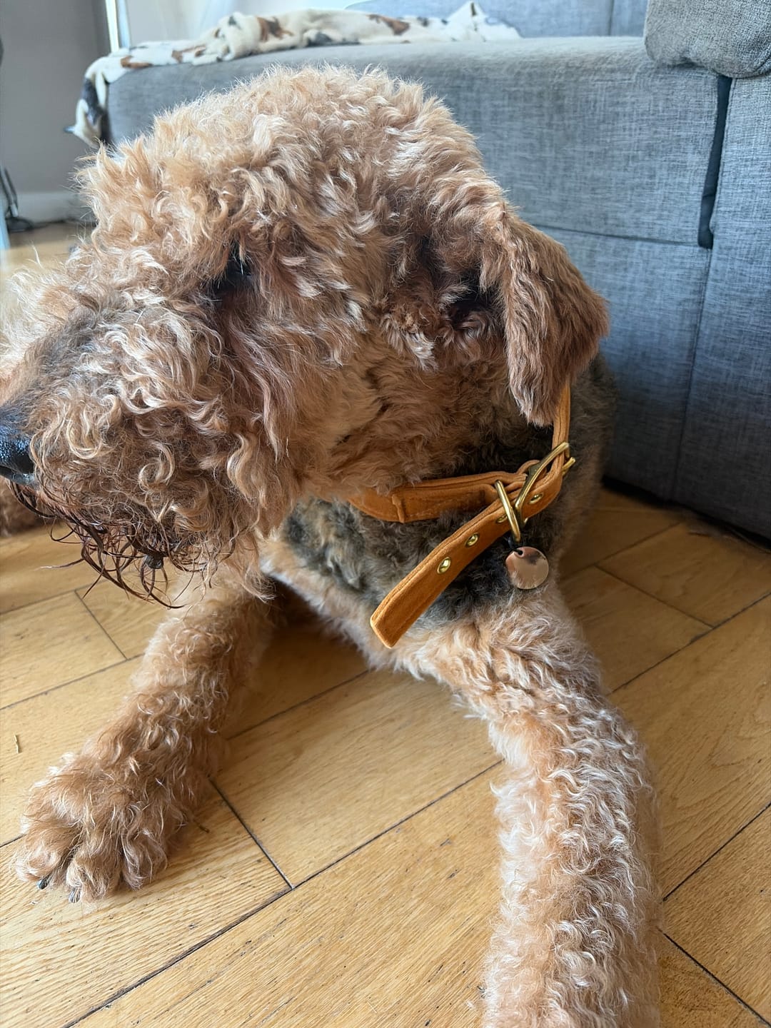 Customer photo review of Marigold Washable Velvet Cat & Dog Collar