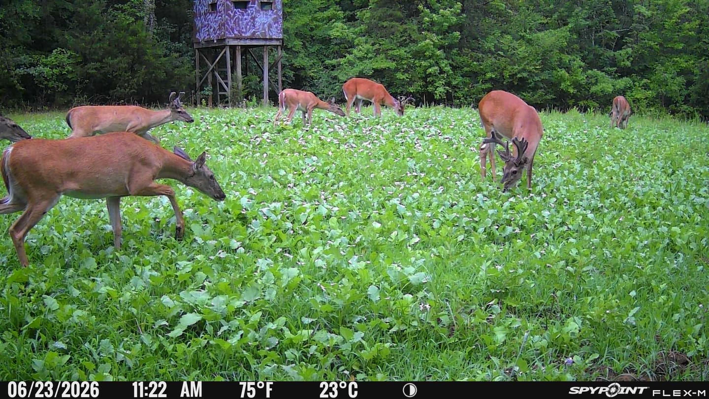 Customer photo review of Big Sexy™ Food Plot Seed