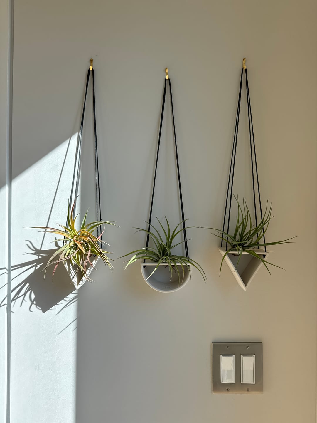 Customer photo review of Air Plant
