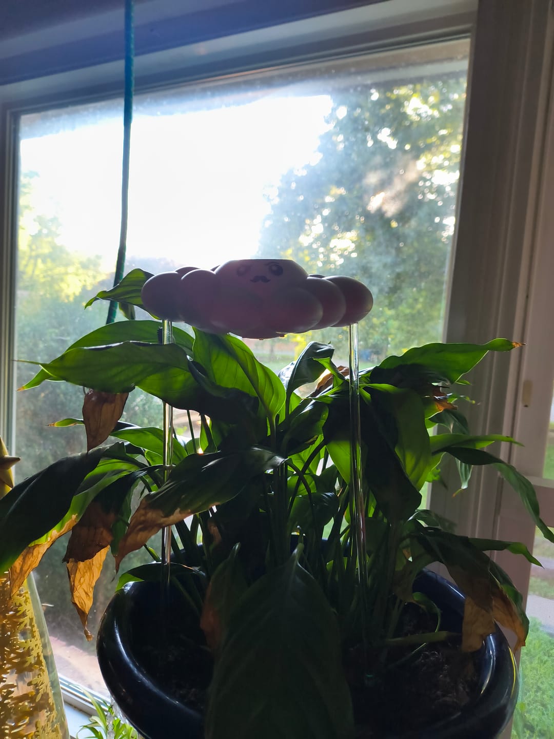 Customer photo review of Carl the Cloud