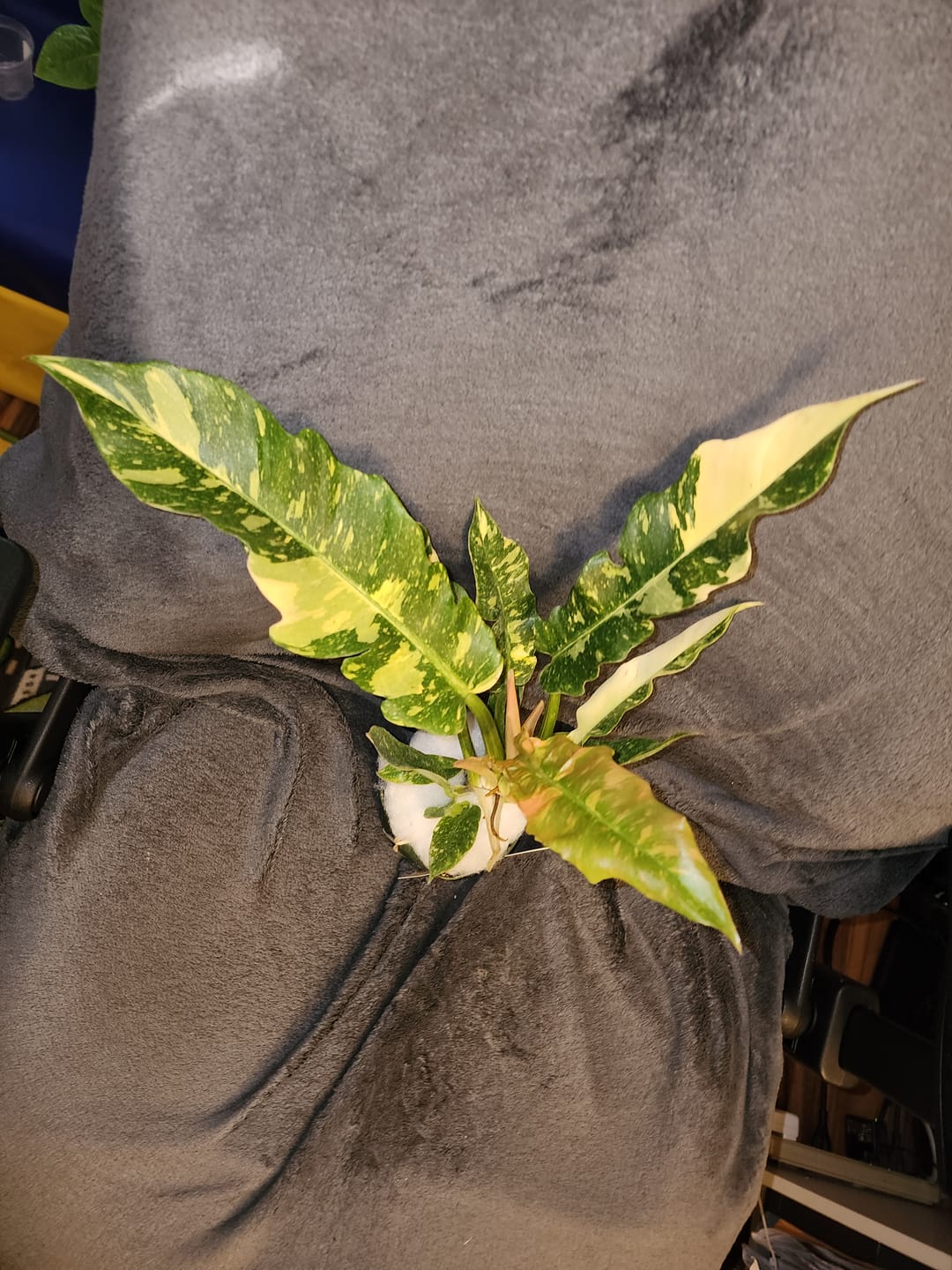 Customer photo review of Philodendron ‘Ring of Fire’