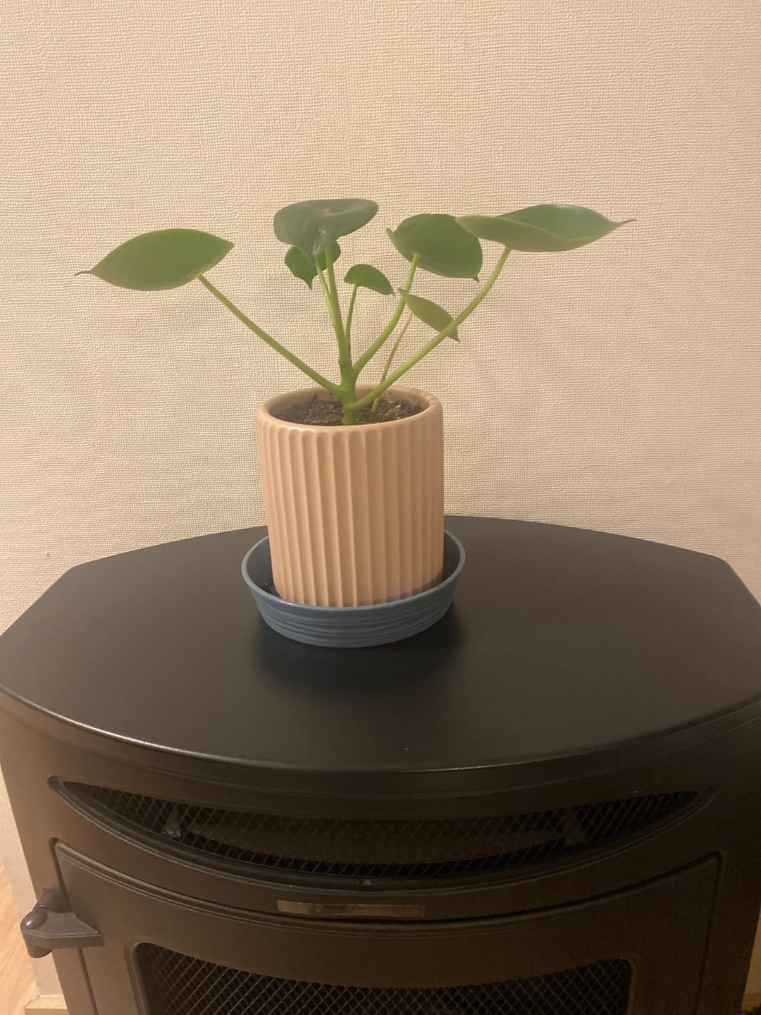 Customer photo review of Peperomia Cucharita macetero acanalado