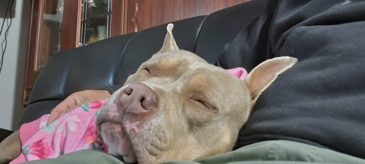 Customer photo review of Blossom Dog Hoodie - Pink
