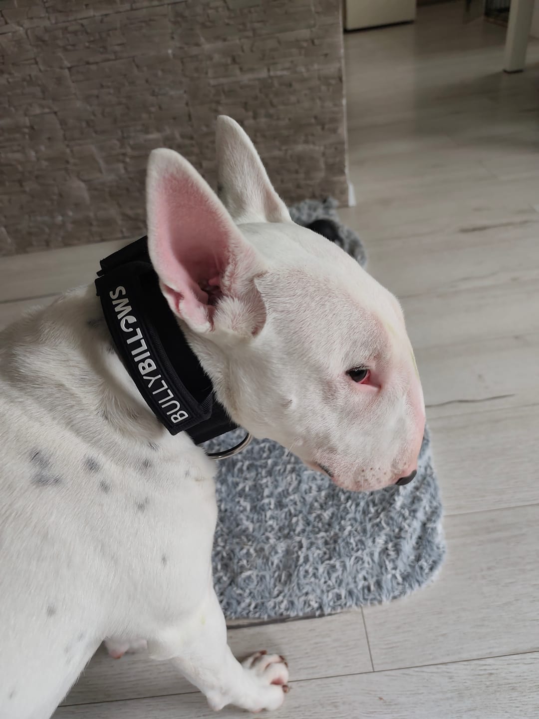 Customer photo review of 5cm Combat® Collar | With Handle & Secure Clip - Black