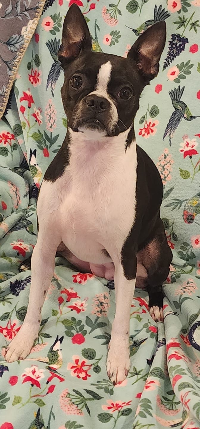 Customer photo review of Sensitive Skin Dog Shampoo - 4 Pack