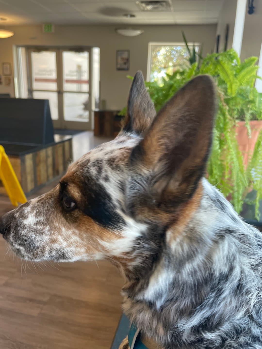 Customer photo review of Pill Buddy — Pill Hiding Treats for Clever Dogs