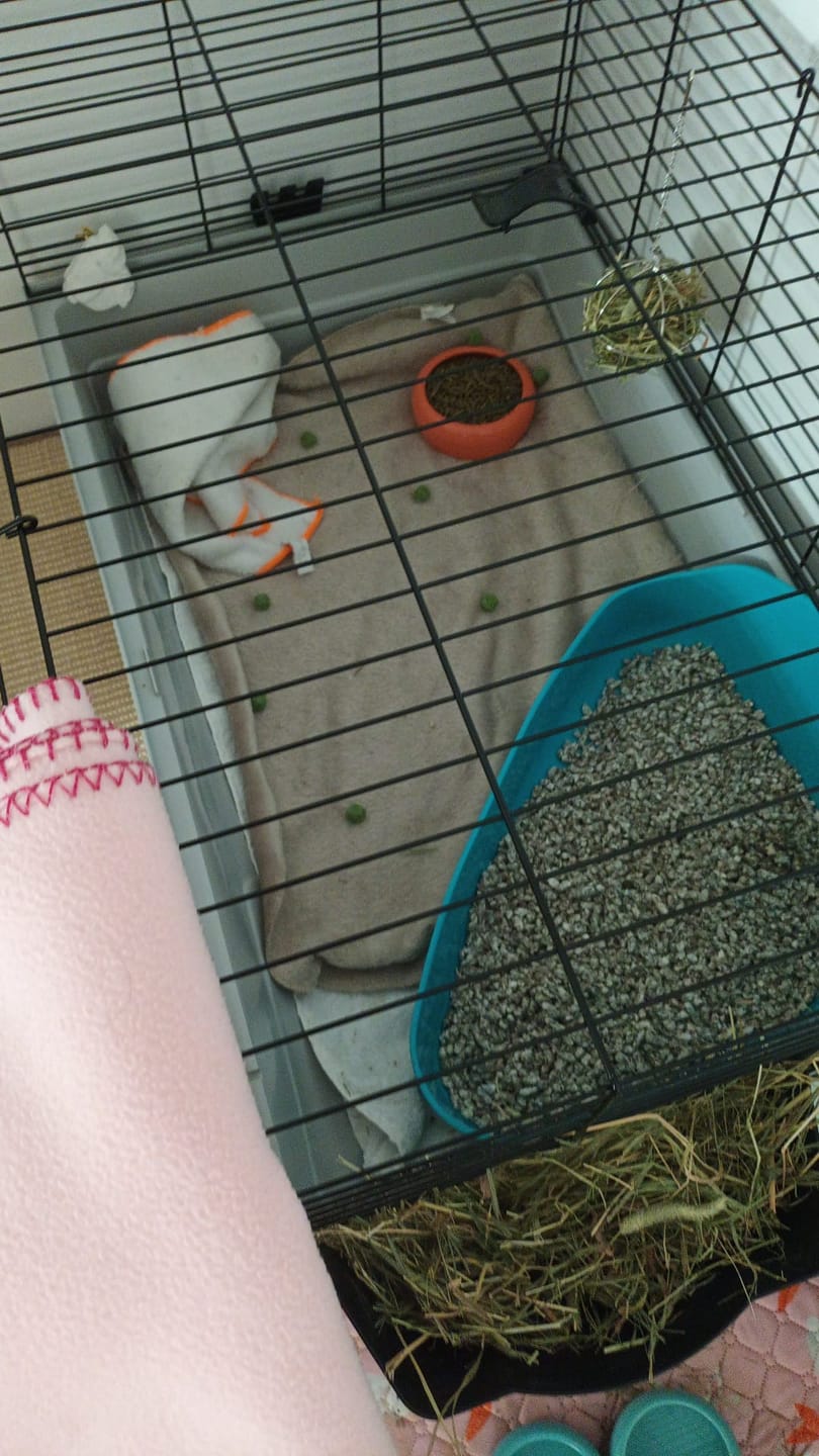 Customer photo review of Timothy Hay Cubes BY PETTER