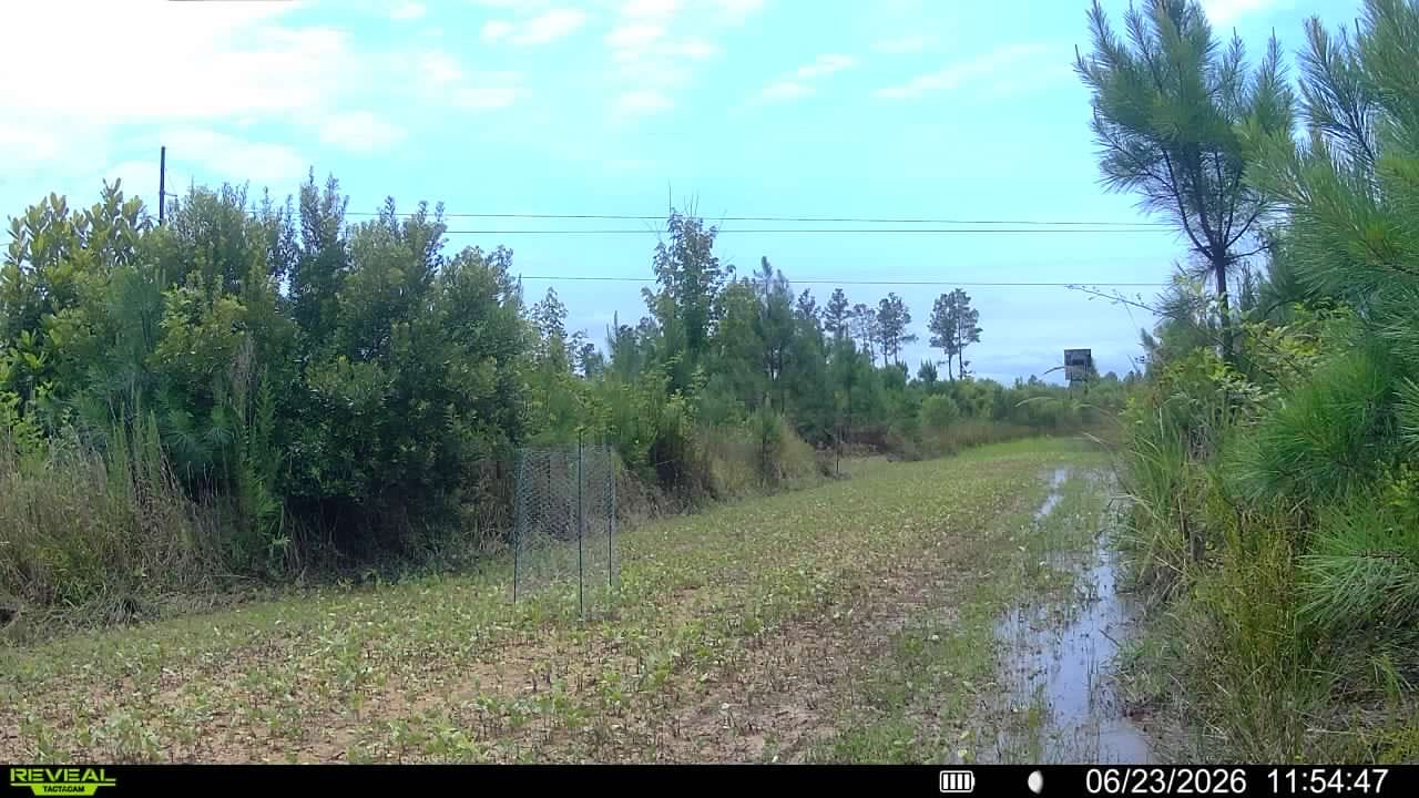Customer photo review of Motherload™ Food Plot Seed