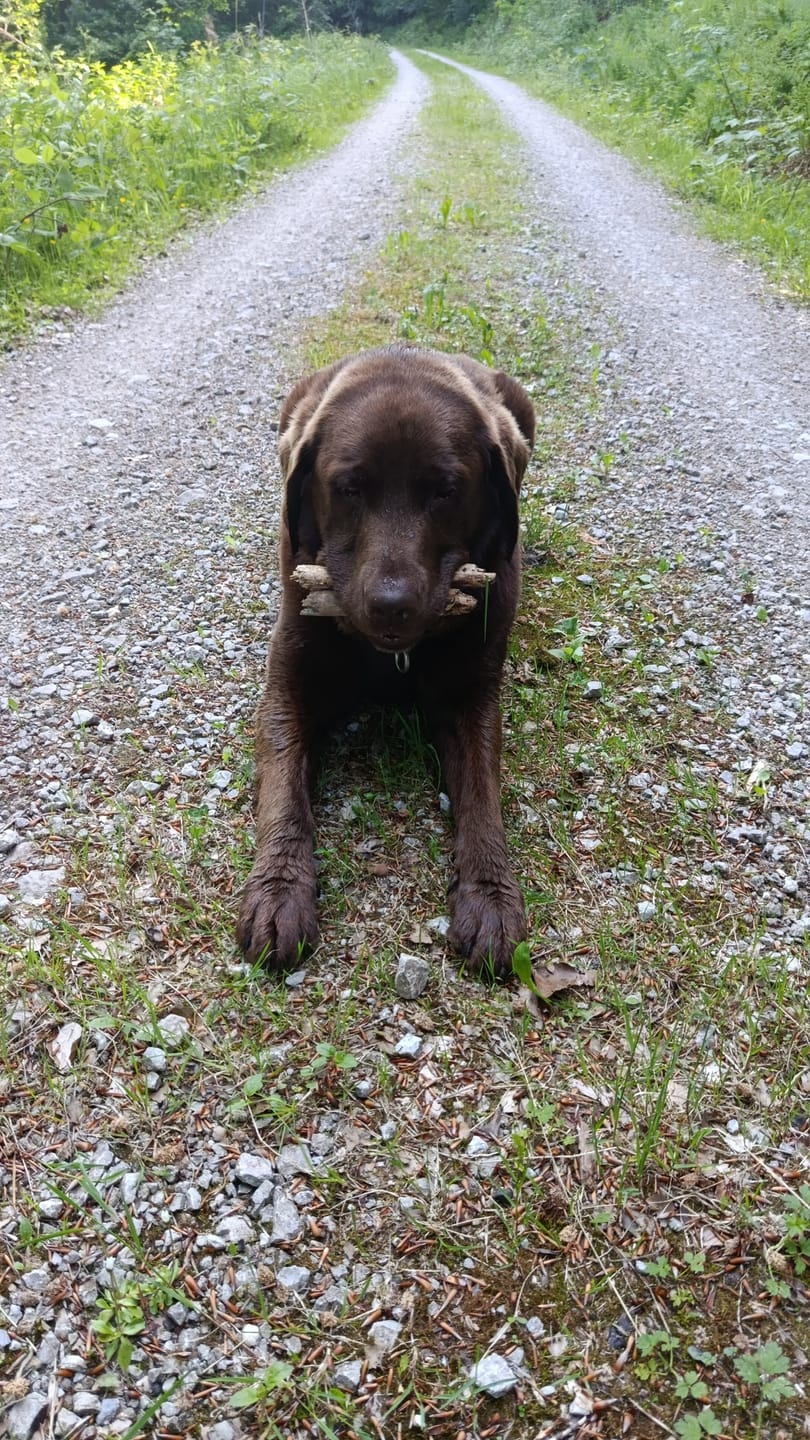 Customer photo review of Allergietest Pro Hund