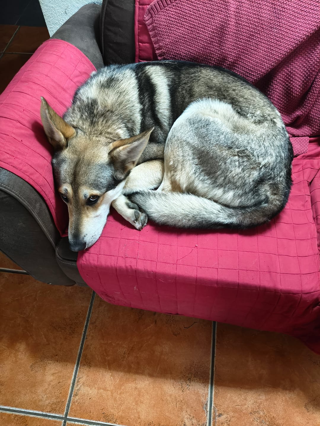 Customer photo review of Grain Free Giant Puppy