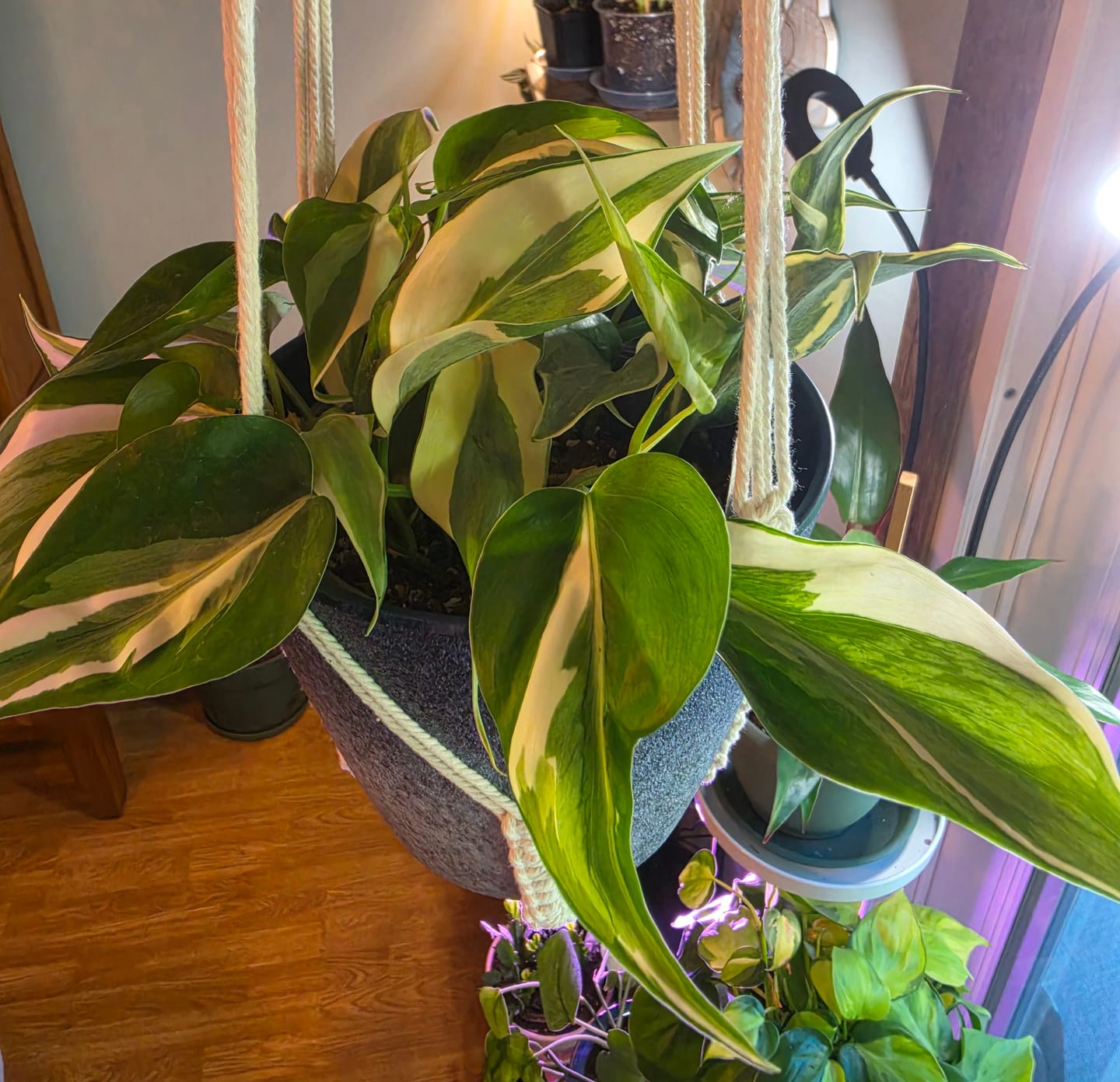 Customer photo review of Philodendron hederaceum 'Rio' - 3"