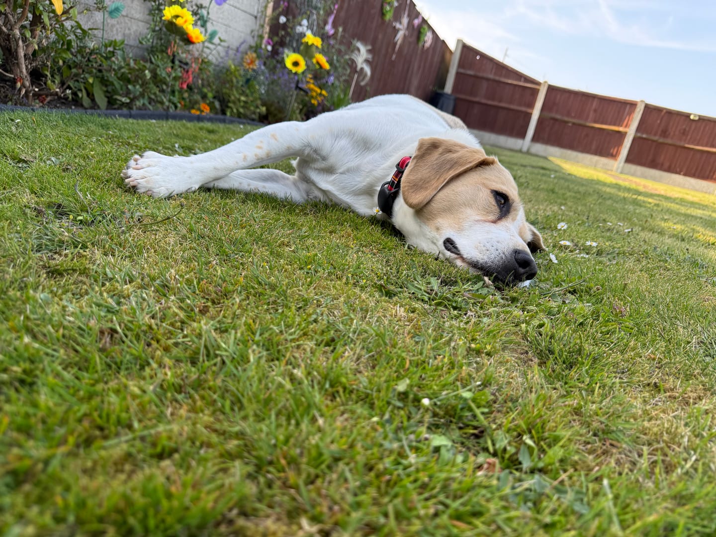 Customer photo review of Total Joint Care Supplement For Dogs