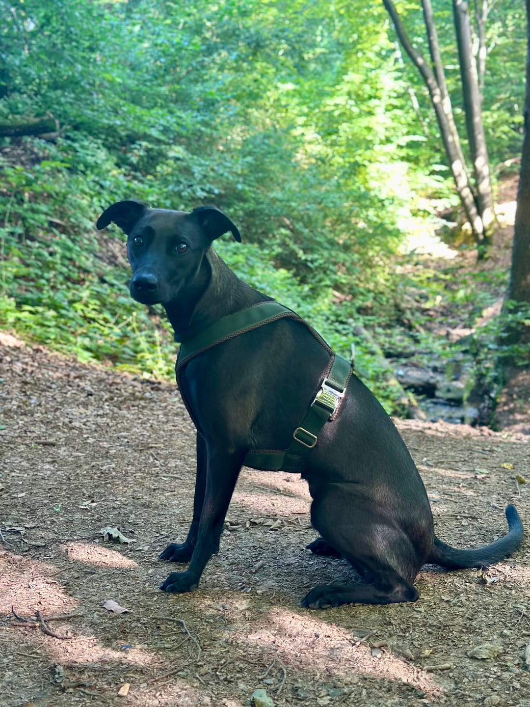 Customer photo review of Windhundgeschirr PRO "Mountain Green"