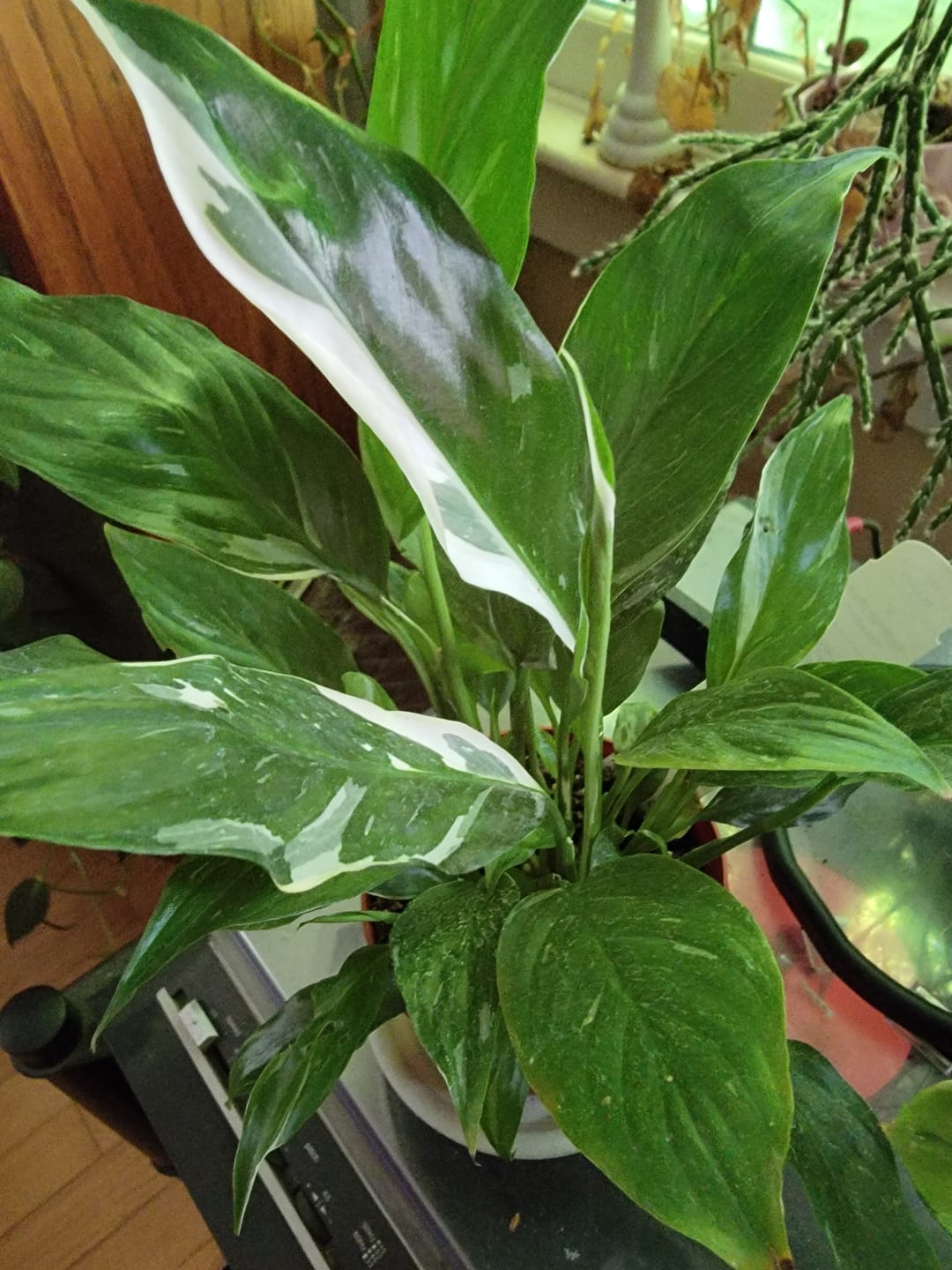 Customer photo review of Spathiphyllum 'Domino'
